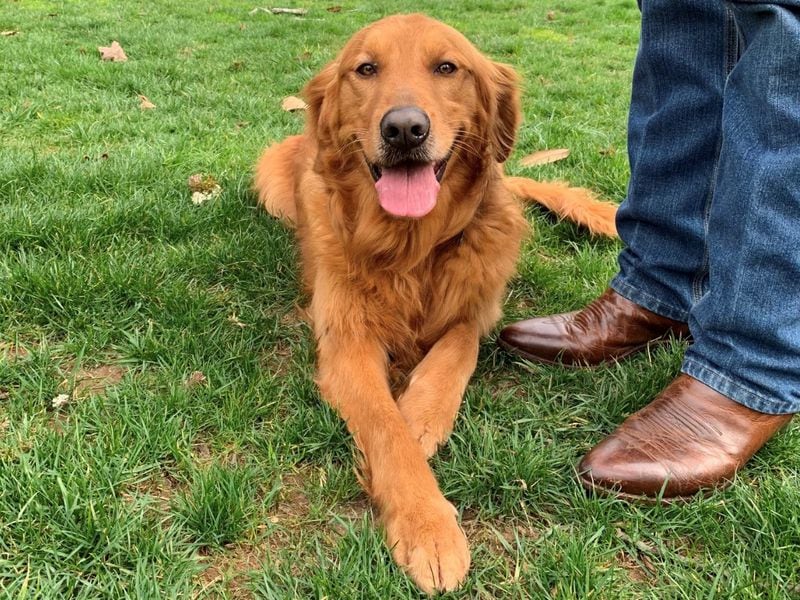 Bailey Kemp, a golden retriever, pictured here with Gov. Brian Kemp's boots, enjoys pond jumping, stick chewing and tennis balls. (Courtesy photo)