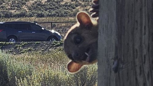 This image provided by the Washington Department of Transportation shows a kinkajou at the Selah Creek Rest Area Eastbound in Yakima County, Wash., Sunday, June 23, 2024. Kinkajous live in tropical rainforests from southern Mexico through Brazil, according to Point Defiance Zoo & Aquarium in Tacoma, where the one found in Washington was taken to live temporarily. (Washington Department of Transportation via AP)