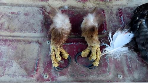 FILE - This undated image from a court document provided by the U.S. Attorney for the District of Montana shows golden eagle feet recovered by law enforcement officers from a Washington state man's vehicle. (Courtesy of the U.S. Attorney for the District of Montana via AP, File)