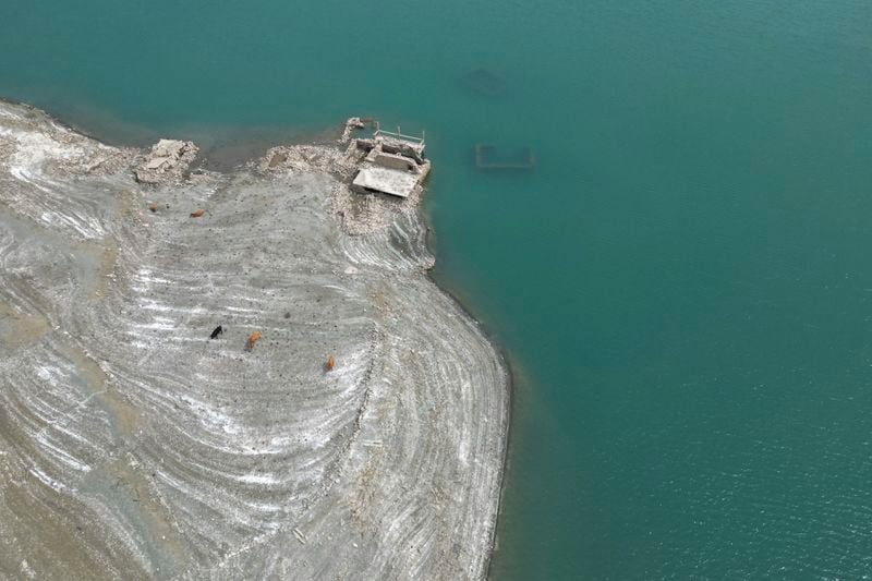 Cows graze at the eroding shoreline of the artificial Mornos Lake, the biggest of the four reservoirs supplying drinking water to Greece's capital which is at its lowest level in 16 years, some 200 kilometers (125 miles) northwest from Athens, central Greece, on Thursday, Sept. 5, 2024. (AP Photo/Thanassis Stavrakis)