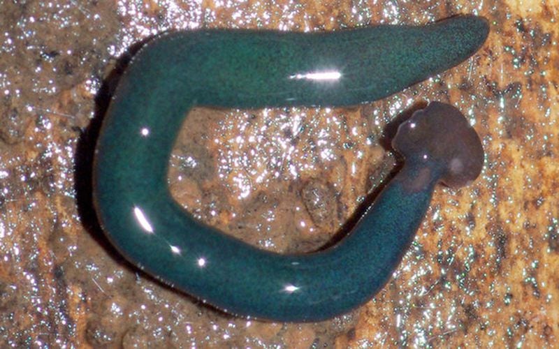 A giant hammerhead flatworm of the blue Diversibipalium species.