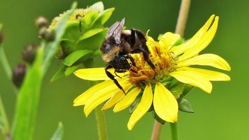 Insect pollinators, such as this bee in DeKalb County, are essential for pollinating countless wildflowers, garden flowers and crops. Pollinators, however, are in serious decline for various reasons. (Charles Seabrook for The Atlanta Journal-Constitution)