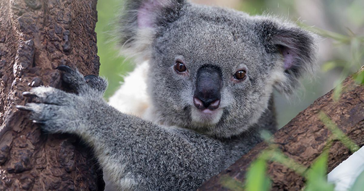 Please look at this sexy koala posing in front of the camera to get the  girls