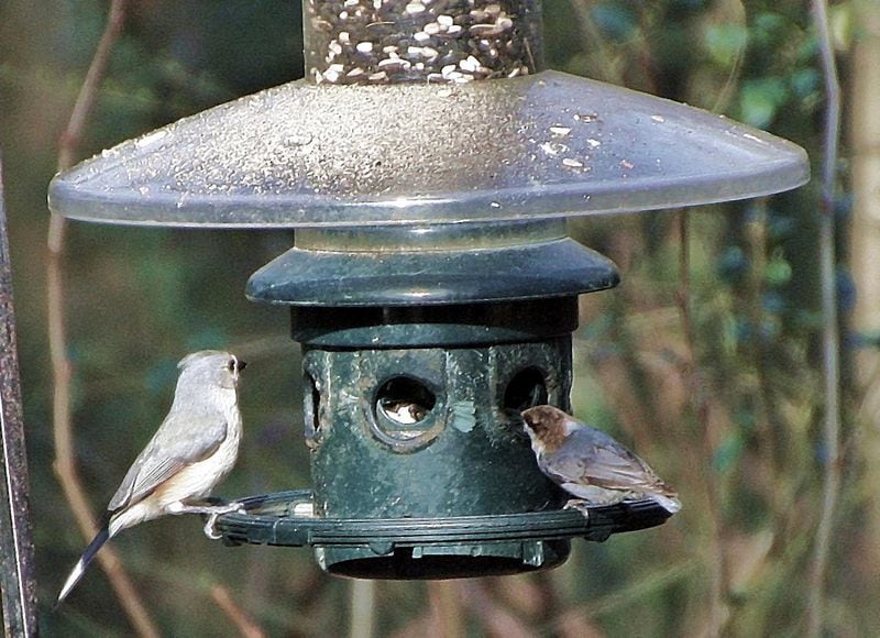 A tufted titmouse and a brown-headed nuthatch visit a bird feeder in Decatur. Sales of bird feeders, bird feed and nesting boxes have soared during the Covid-19 pandemic. (Charles Seabrook for The Atlanta Journal-Constitution)