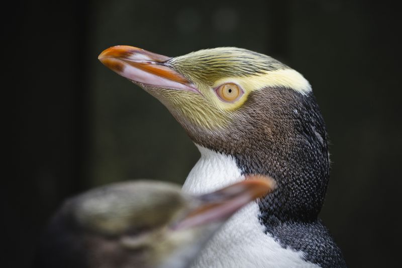 A hoiho or yellow-eyed penguin pictured on April 2, 2023, has won New Zealand's annual Bird of the Year vote, Monday, Sept. 16, 2024, after a fierce contest absent the foreign interference and controversies that have upset the country's avian elections before. (Hayden Parsons via AP)