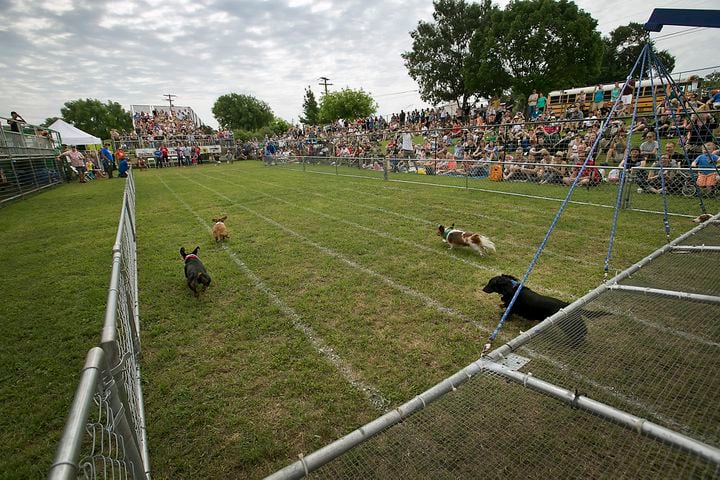 Buda Wiener Dog Race, 4.26.15