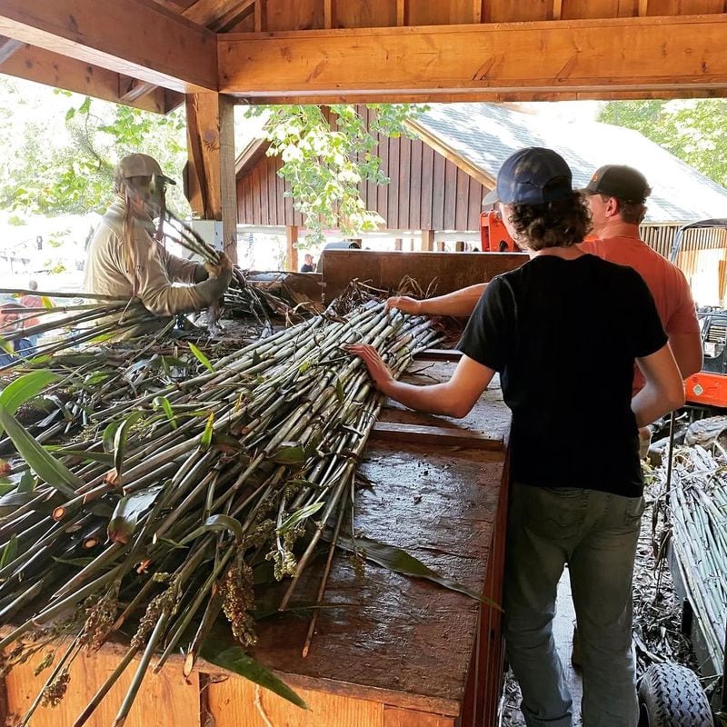 Syrup makers prepare sorghum cane at the Blairsville Sorghum Festival taking place during the second and third weekends of October. Courtesy of Enotah CASA