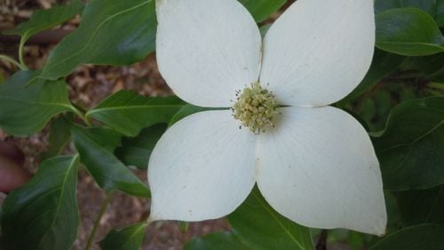 The flowers of kousa dogwood are similar to Eastern dogwood but usually have a slight point. (Walter Reeves for The Atlanta Journal-Constitution)