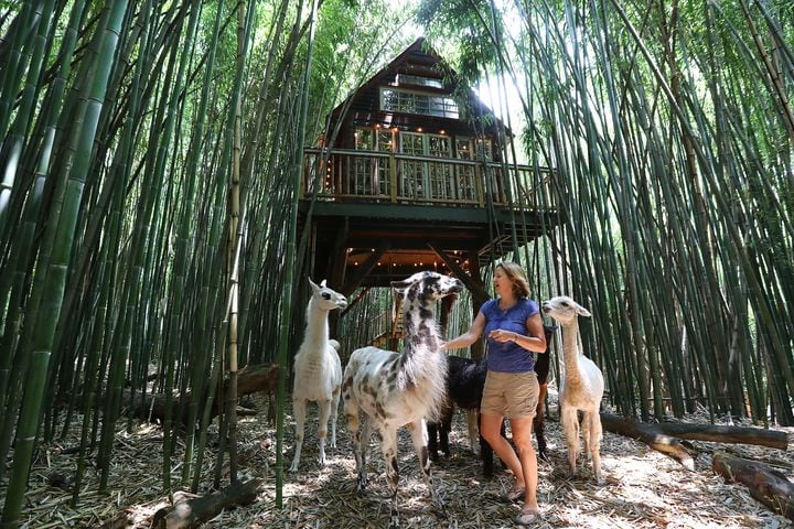 Atlanta Airbnb with llamas inside a bamboo forest