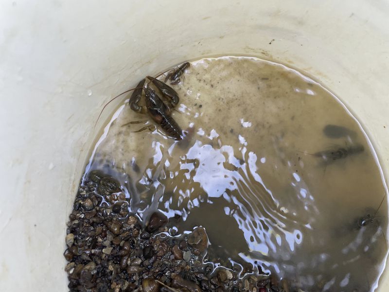 Several crayfish are captured in the bottom of a bucket during an annual census of the Nashville crayfish, an endangered species, on Wednesday, June 11, 2024 in Nashville, Tenn. The U.S. Fish and Wildlife Service is considering removing the Nashville crayfish from the endangered species list, but some biologists argue it still needs protection because its range is so limited. (AP photo/Travis Loller)