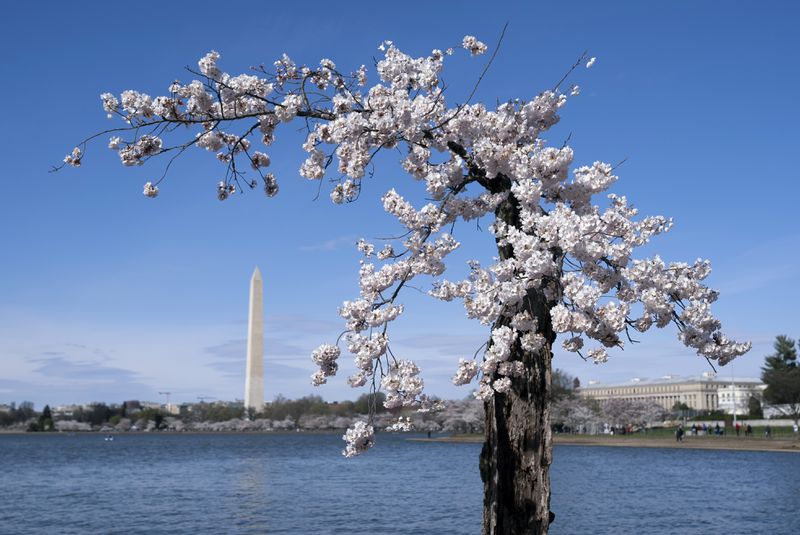 FILE - The Washington Monument is visible behind a cherry tree affectionally nicknamed 'Stumpy', Tuesday, March 19, 2024 in Washington. The stunted and gnarled cherry tree that became an unlikely social media celebrity was cut down earlier this year, along with more than 100 other trees, to make way for a massive repair protect on the crumbling seawall protecting the Tidal Basin. But as construction on the seawall begins in earnest, horticulturists at the National Arboretum have successfully cloned Stumpy in a tree-mendous story of survival. (AP Photo/Andrew Harnik, File)