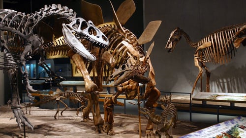 Dinosaur Discovery Made In Colorado