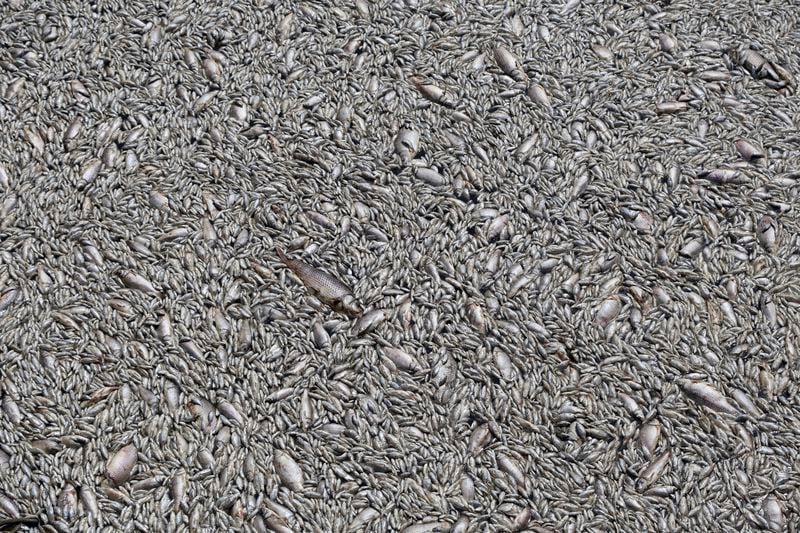 Tons of dead fish fill a river near the port city of Volos, central Greece, Thursday, Aug. 29, 2024, following a mass die-off linked to extreme climate fluctuations. (AP Photo/Vaggelis Kousioras)