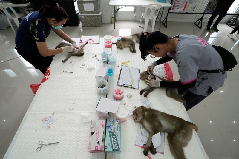 Veterinarians shave hair of monkeys before anesthesia in Lopburi Province, north of Bangkok, Thailand, Friday, May 24, 2024. A Thai town, run ragged by its ever-growing population of marauding wild monkeys, began the fight-back, Friday, using trickery and ripe tropical fruit. (AP Photo/Sakchai Lalit)