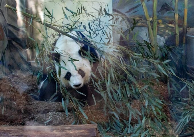 Giant Panda farewell as they go back to China