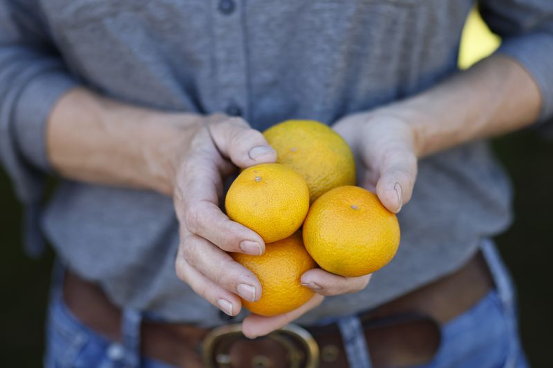 Citrus farmer Lindy Savelle holds satsumas on her South Georgia farm. The citrus industry in Georgia is relatively new but is growing rapidly. Miguel Martinez / miguel.martinezjimenez@ajc.com 