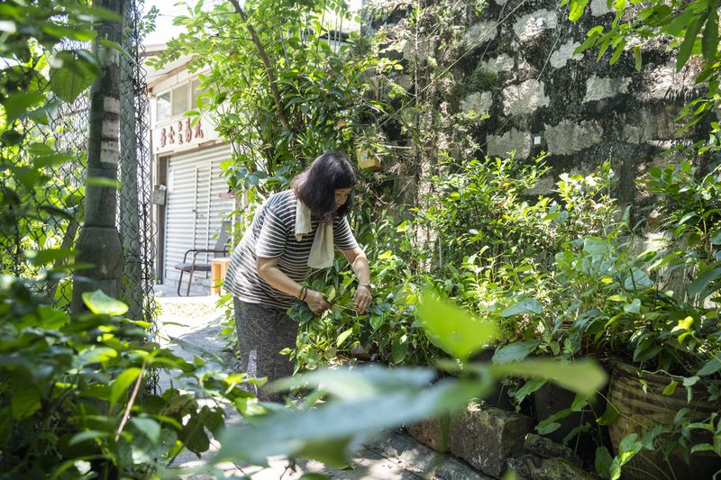 Villager Chan Shun-hong tends to her vegetables at the Cha Kwo Ling Village in Hong Kong, Sunday, Aug. 25, 2024. (AP Photo/Chan Long Hei)