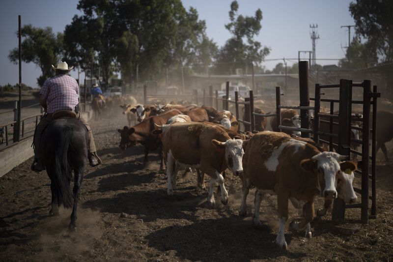 Riding his horse, Arnon Notman, 73, left, a cowboy from the Merom Golan kibbutz, rounds up the cattle after arriving in the ranch on an area in the Israeli-controlled Golan Heights, Monday, June 24, 2024. (AP Photo/Leo Correa)