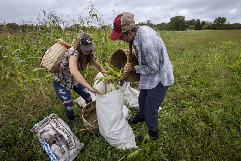 Lea Zeise, one of Ohe·laku's co-coordinators of the non-profit that works with the families planting crops, right, and Stephanie Stevens bag up corn after picking white corn in its early form known as green corn during a harvest on the Oneida Indian Reservation, Friday, Aug. 30, 2024, in Oneida, Wis. (AP Photo/Mike Roemer)