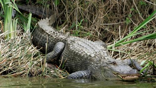 An alligator suns itself near the eighth tee while professional golfers play the final round of the PGA Zurich Classic golf tournament at TPC Louisiana in Avondale, La., Sunday, March 30, 2008. (AP Photo/Reed Saxon) ORG XMIT: LARS101