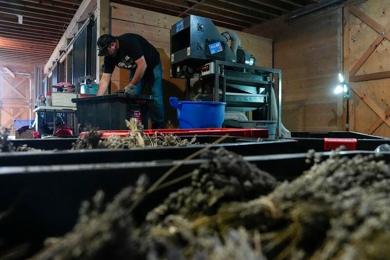 Stephen Burnett processes dried lavender, Wednesday, Aug. 21, 2024, at Hereward Farms in East Garafraxa, Ontario. (AP Photo/Joshua A. Bickel)