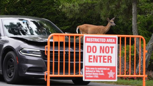 A deer walks past a law enforcement blockade of President Joe Biden's beach house neighborhood, Monday, July 22, 2024, in Rehoboth Beach, Del. (AP Photo/Matt Slocum)