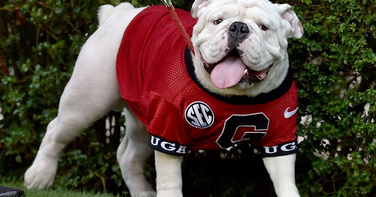 Uga X retiring as the most successful Georgia football mascot ever