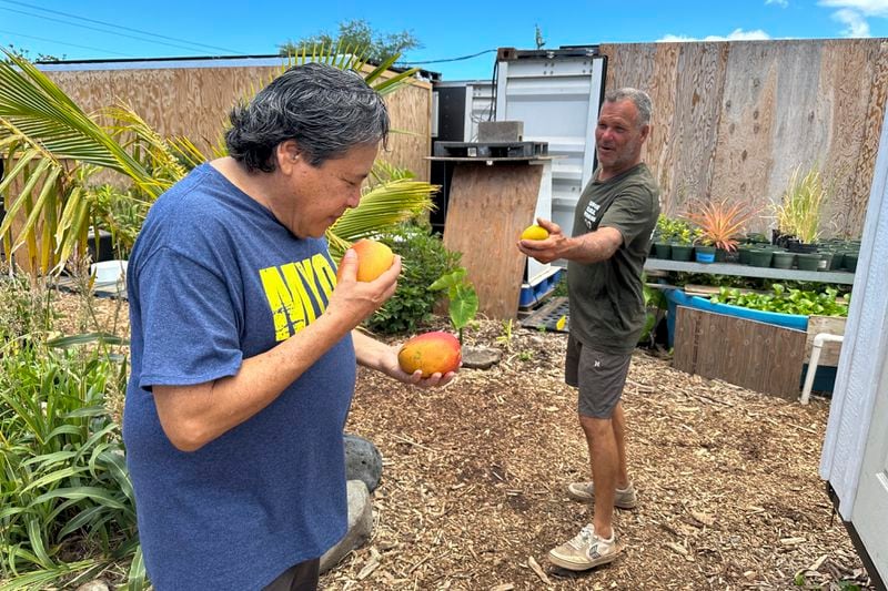 Hinano Rodrigues, left, sniffs a mango from farmer Eddy Garcia, right, in Lahaina, Hawaii on Thursday, July 18, 2024. Rodrigues and Garcia are concerned about debris from last year's deadly fire being store in Olowalu, which they say is a culturally and environmentally sensitive community. (AP Photo/Jennifer Sinco Kelleher)