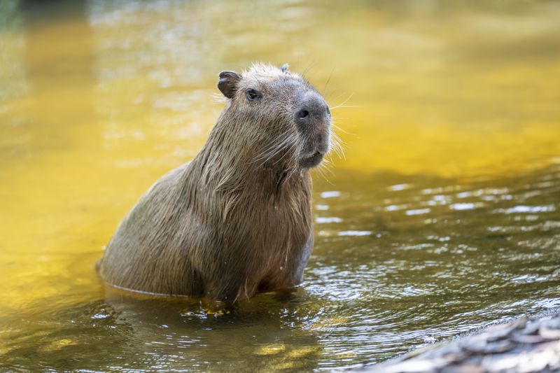 A male capybara, Zeus, is seen in the water at the Palm Beach Zoo Conservation Society in West Palm Beach, Fla., Tuesday, June 25, 2024. Zoo workers are slowly introducing him to a female capybara, Iyari, who came to Palm Beach in May from the San Diego Zoo Wildlife Alliance. (Palm Beach Zoo via AP)