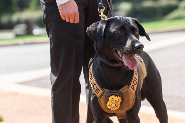 FILE: K9 Justice proudly displays her new badge after a pinning ceremony held at the Governor’s Mansion on Thursday, Sept 2, 2021.  (Jenni Girtman for The Atlanta Journal-Constitution)