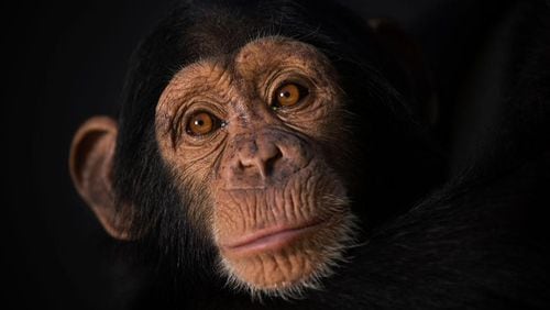 Chimpanzee. File photo.  (Photo by Dan Kitwood/Getty Images)