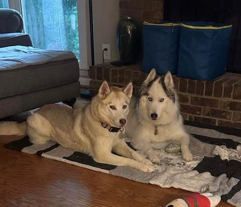 Coco and Kiba, two Huskie rescues, call AJC subscriber Cheryl Brimer their person. (Courtesy photo)