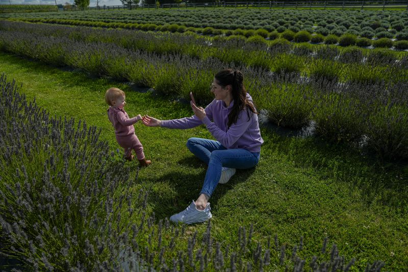 Jessica Froll, right, of Arthur, Ontario, takes a picture of her 1-year-old daughter duirng a visit to a lavender field, Wednesday, Aug. 21, 2024, in East Garafraxa, Ontario. (AP Photo/Joshua A. Bickel)