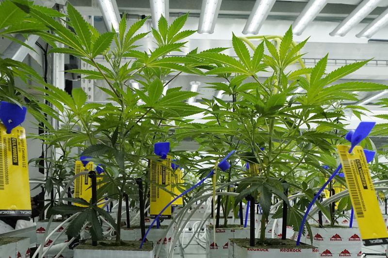 FILE - Young marijuana plants that have state mandated identification tags are shown in the indoor growing facility of Mockingbird Cannabis in Raymond, Miss., Friday, Jan. 20, 2023. (AP Photo/Rogelio V. Solis, File)