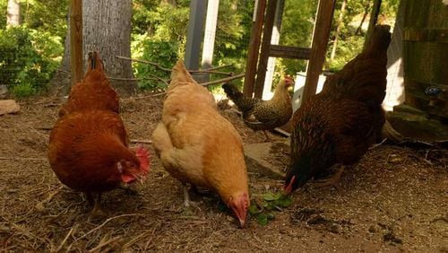 A request for chickens on less than two acres was approved 3-2 by the Cobb County commissioners on Tuesday. AJC file photo