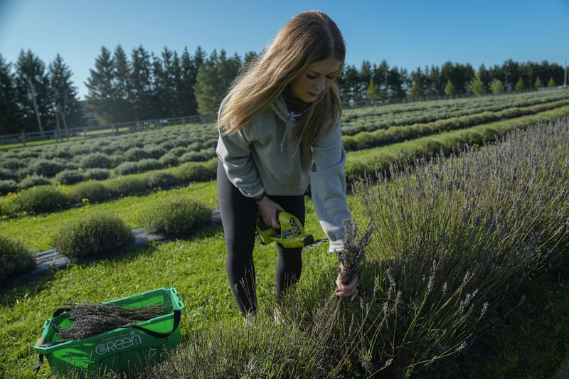 Cadence Thurgood cuts lavender, Wednesday, Aug. 21, 2024, at a farm in East Garafraxa, Ontario. (AP Photo/Joshua A. Bickel)