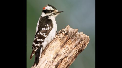 The downy woodpecker, like the one shown here, is a common backyard bird in Georgia. It often comes to suet feeders. (Courtesy of Wolfgang Wander/Creative Commons)