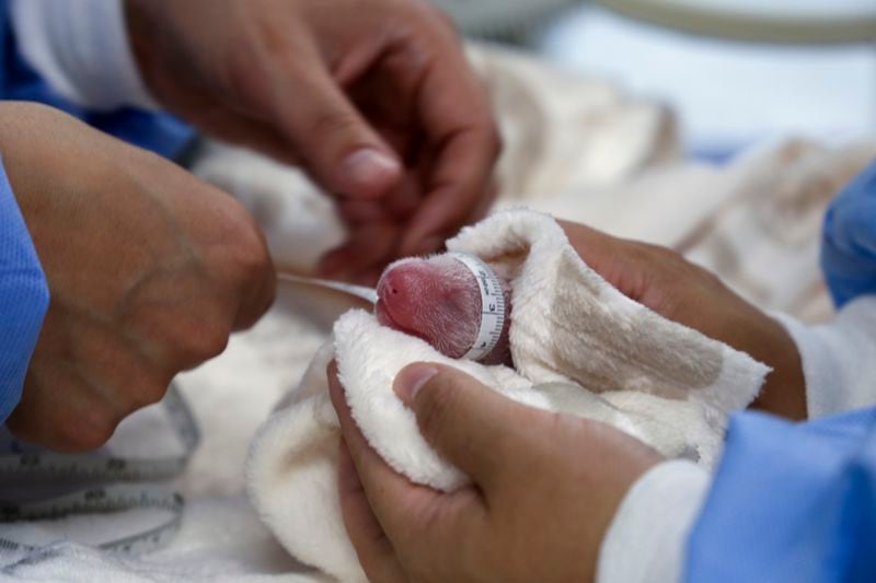 This photo released by the Zoo Berlin shows employee measuring two new born giant pandas at the Zoo in Berlin on Thursday, Aug. 22, 20024. (© 2024 Zoo Berlin via AP)