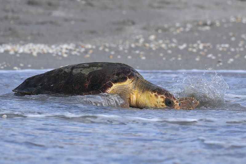 Willow, a subadult loggerhead sea turtle, makes her way back into the ocean after being treated at the Loggerhead Marinelife Center, Wednesday, Aug. 21, 2024, in Juno Beach, Fla. (AP Photo/Wilfredo Lee)