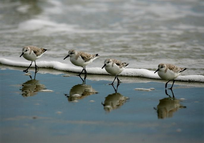 Coastal birds of Georgia