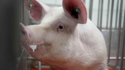 A pig stands in a pen at the Revivicor research farm near Blacksburg, Va., on May 29, 2024, where organs are retrieved for animal-to-human transplant experiments. (AP Photo/Shelby Lum)