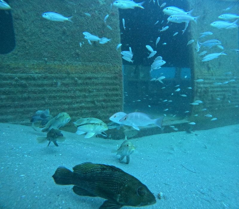 Two decommissioned MARTA cars were added to an artificial reef off the Georgia coast in December 2023. Courtesy of Georgia Department of Natural Resources