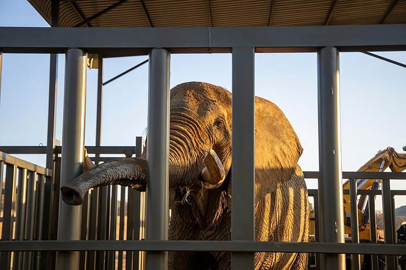 In this photo supplied by Four Paws, Charley, an ageing four-ton African elephant, enters his adaption enclosure to acclimatise, at the Shambala Private Game Reserve, South Africa, Monday Aug. 19, 2024, after being transported from Pretoria's National Zoological Gardens. (Four Paws via AP)