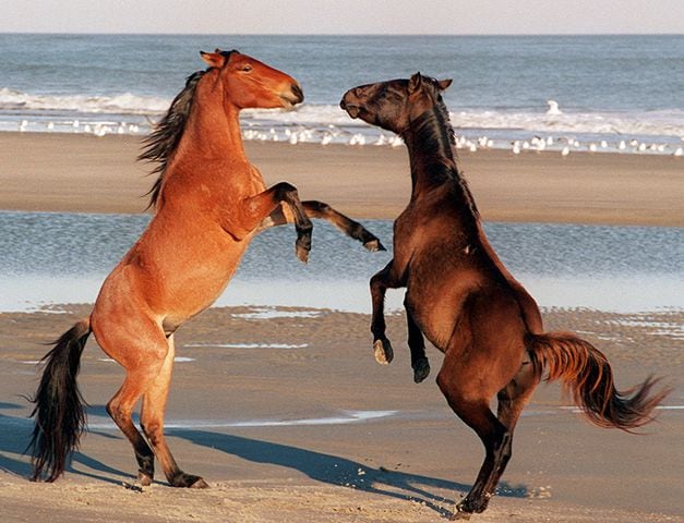 cumberland island