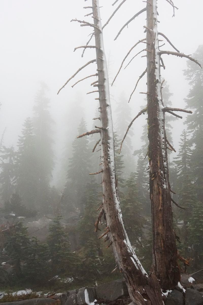 A light coating of snow covers trees on the Mt. Judah Loop Trail at Sugarbowl Ski Resort Saturday, Aug. 24, 2024, in Donner Summit, Calif. (AP Photo/Brooke Hess-Homeier)