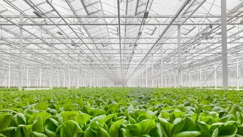 Gotham Greens builds and operates hydroponic greenhouses and will open its first Southeast location in Monroe.