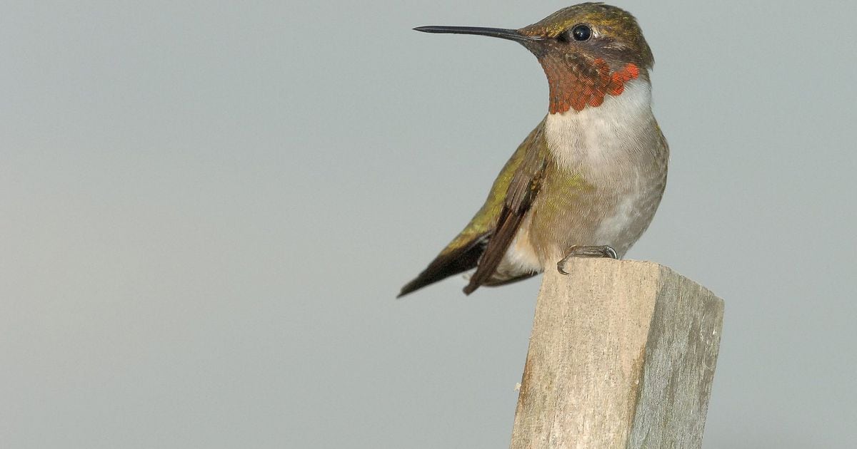 An 'incredible' feat: Hummingbirds fly nonstop over Gulf