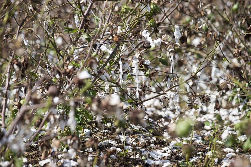 10/11/2018 — Newton, Georgia — A field of cotton destroyed by Hurricane Michael in Newton, Thursday, October 11, 2018. (ALYSSA POINTER/ALYSSA.POINTER@AJC.COM)