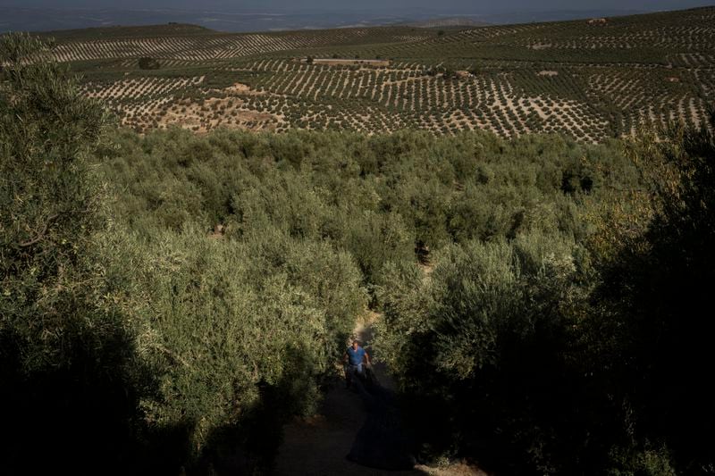 FILE - A day laborer works at the olive harvest in the southern town of Quesada, a rural community in the heartland of Spain's olive country, on Oct. 28, 2022. Spain will temporarily eliminate sales tax on olive oil to help consumers cope with skyrocketing prices, the government said Tuesday 25, June 2024. (AP Photo/Bernat Armangue, File)