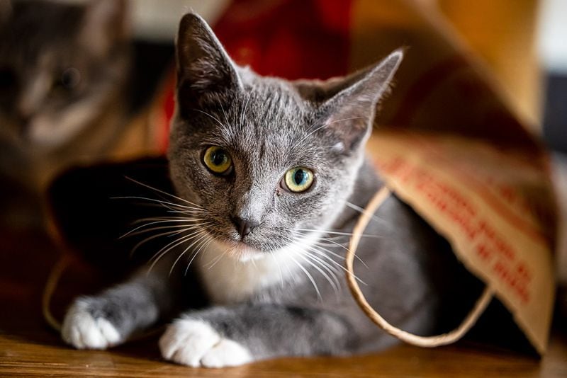 Jessica, one of Java Cats' spirited kitties, finds a paper bag to play in.